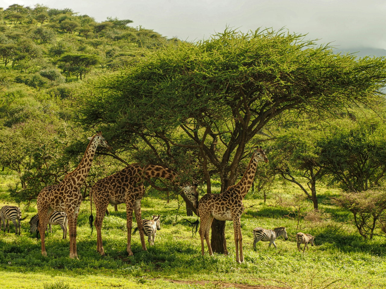 Giraffen und Zebras unter einer Schirmakazie