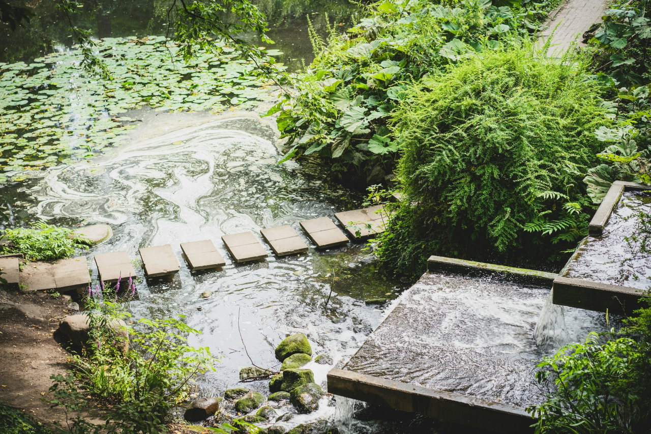 Trittsteine im Wasser zwischen Farnen und Sträuchern