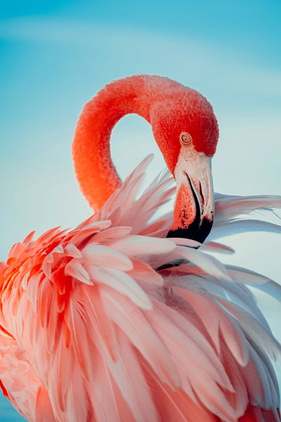 Flamingo-25JxltstHSc-unsplash