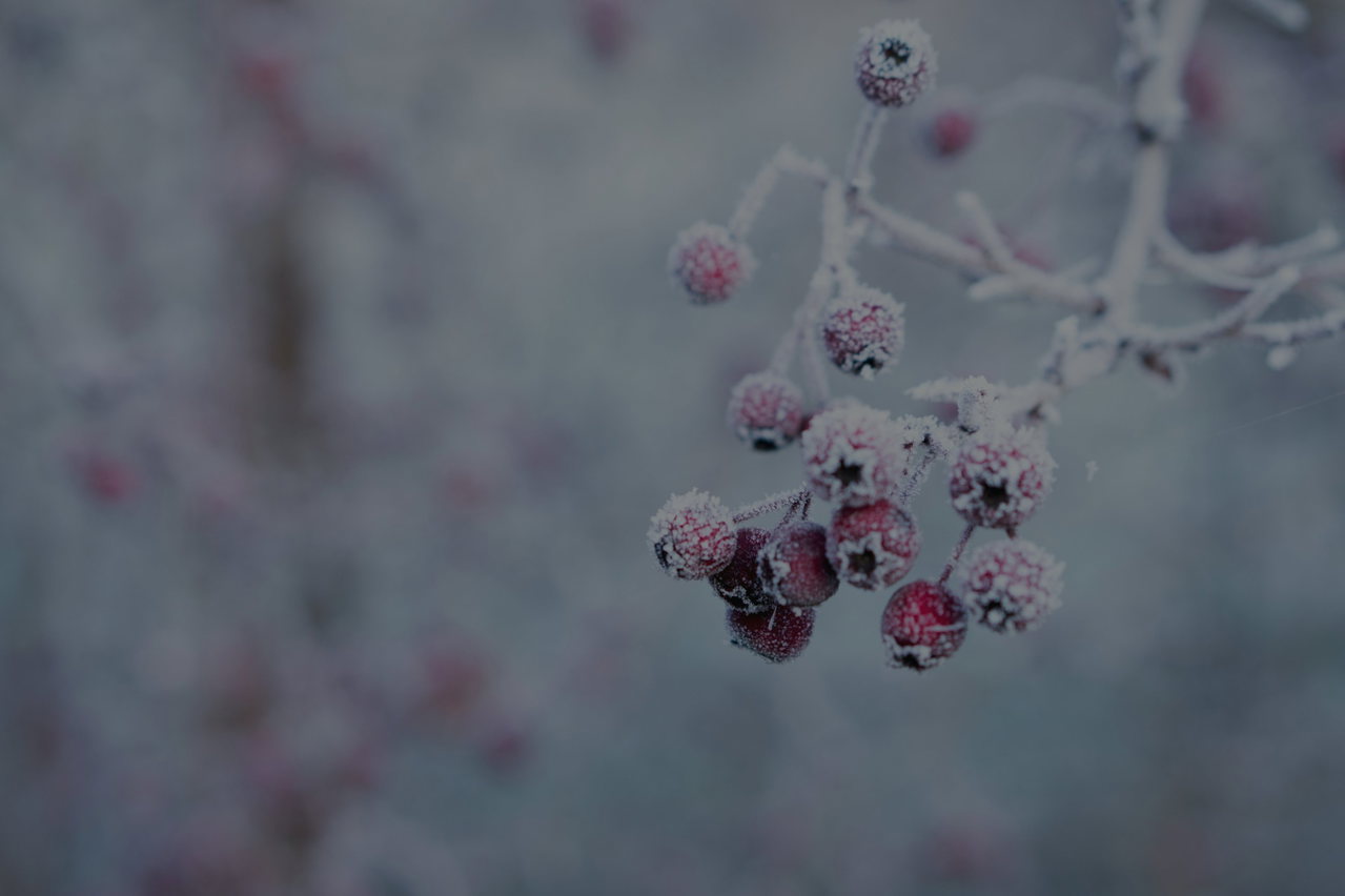 Beeren an einem Zweig, mit Raureif überzogen