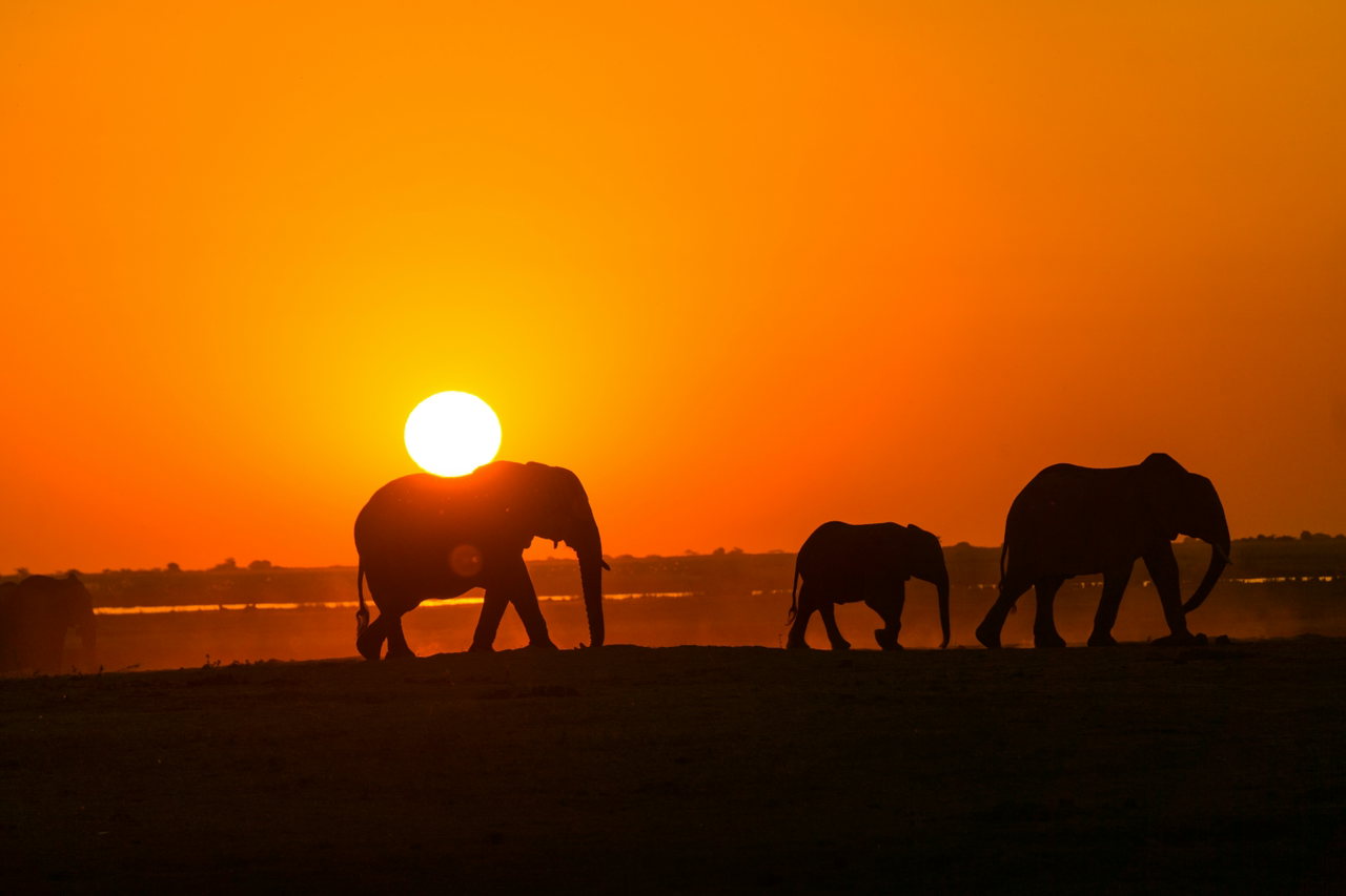 Elefantenherde zieht bei Sonnenuntergang durch die Savanne