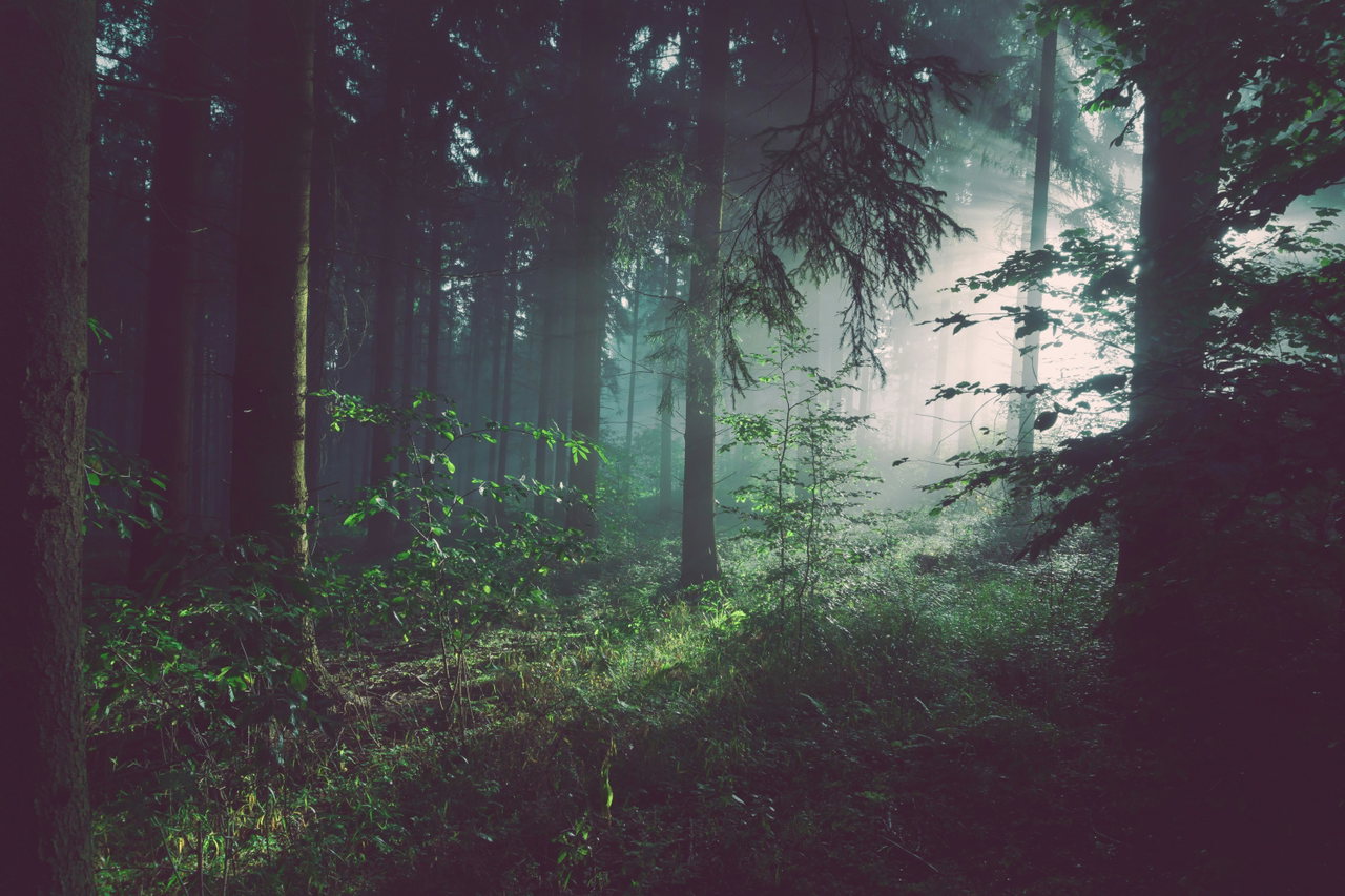 Wald im Morgenlicht