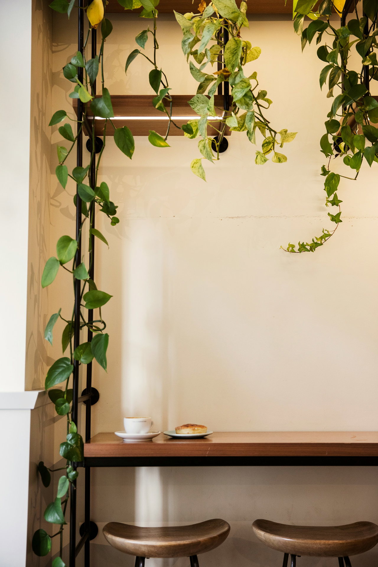 A climbing plant by a window in the café