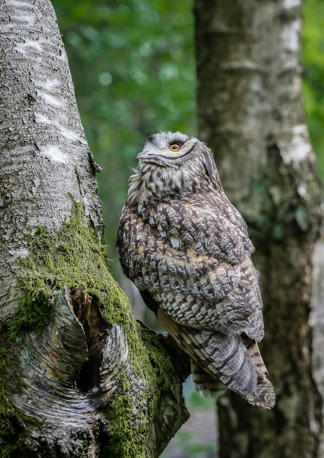 long eared owl-2RDErOrzgWY-unsplash