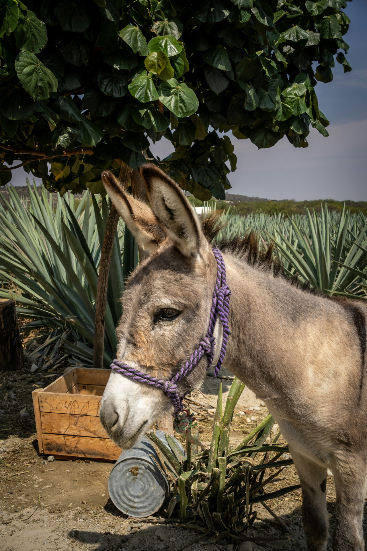 mezcal agave-uPt0ALs679A-unsplash