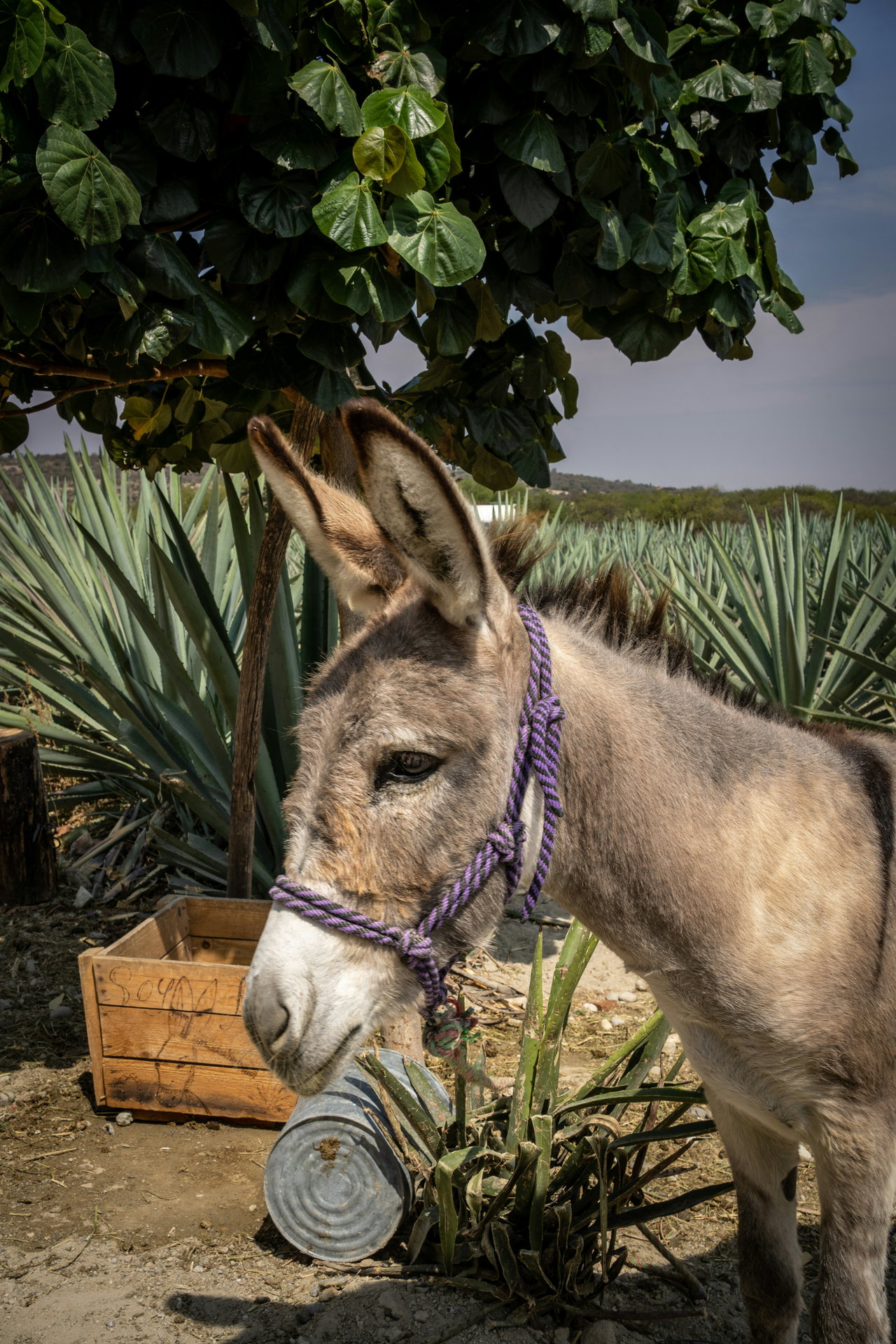 mezcal agave-uPt0ALs679A-unsplash