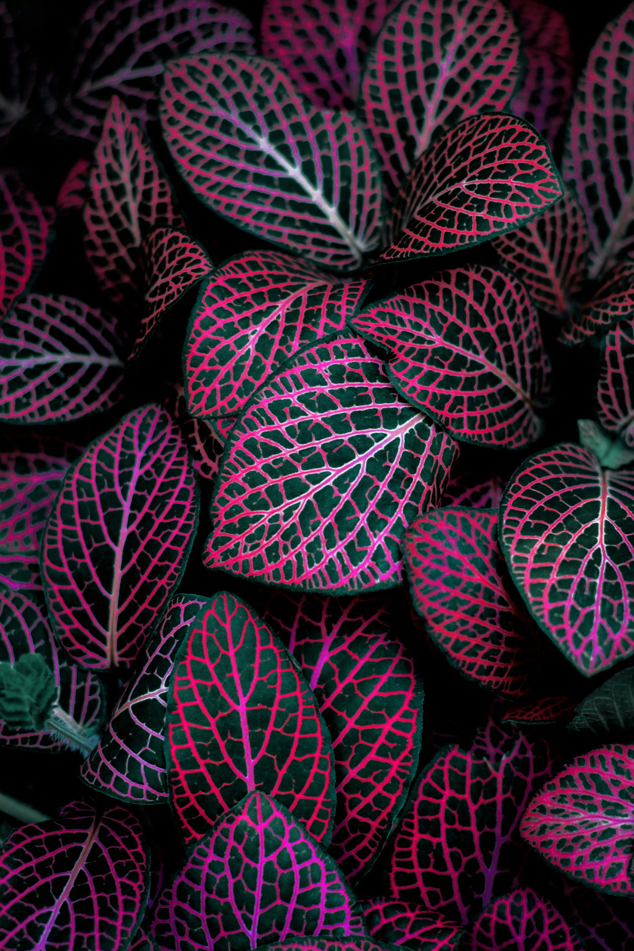 plants-JtAfZxiwFmg-unsplash