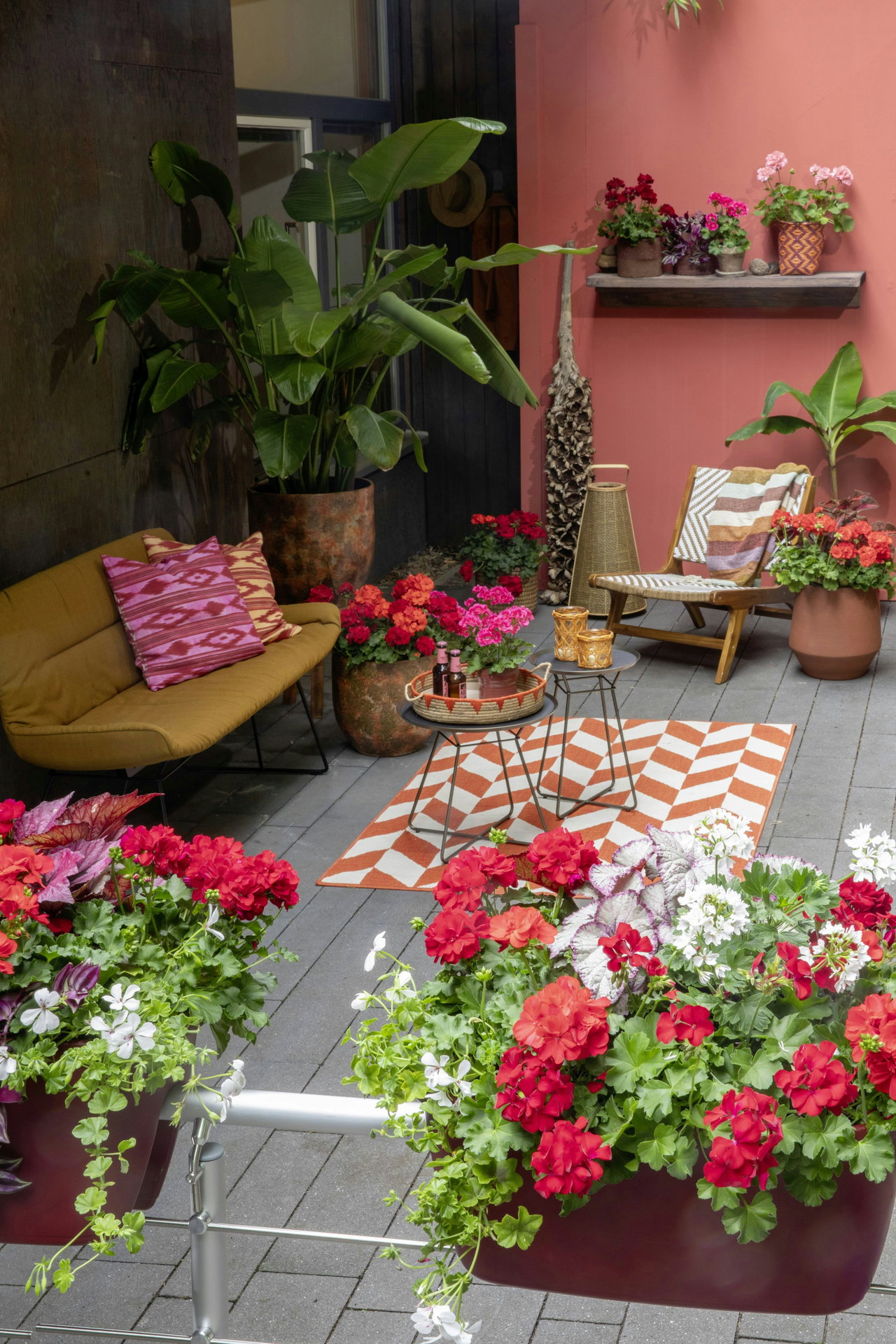 Rote Geranien in Töpfen auf einer rosa gestrichenen Terrasse