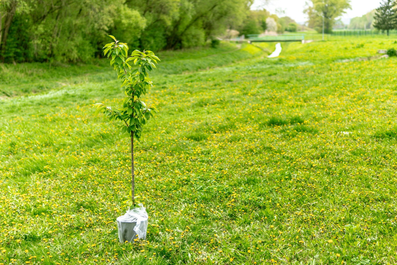 Junger Obstbaum mit Schutzhülle steht allein auf einer grünen Wiese, dahinter Büsche und Bäume