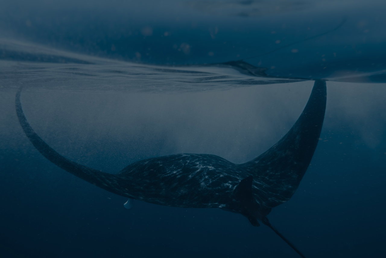 Ein Mantarochen gleitet dicht unter der Wasseroberfläche
