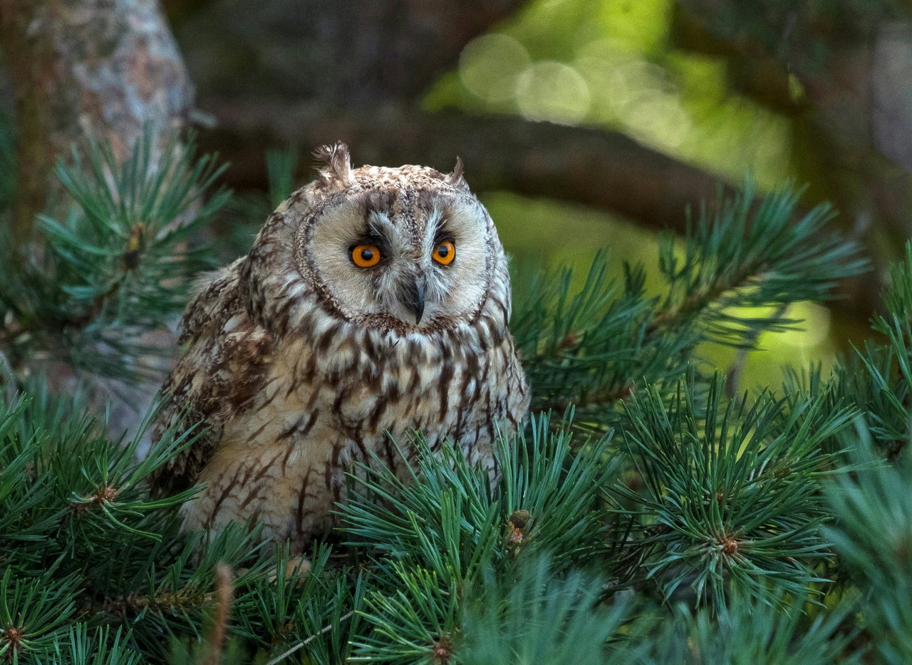 long eared owl-pznGwEjwYJI-unsplash