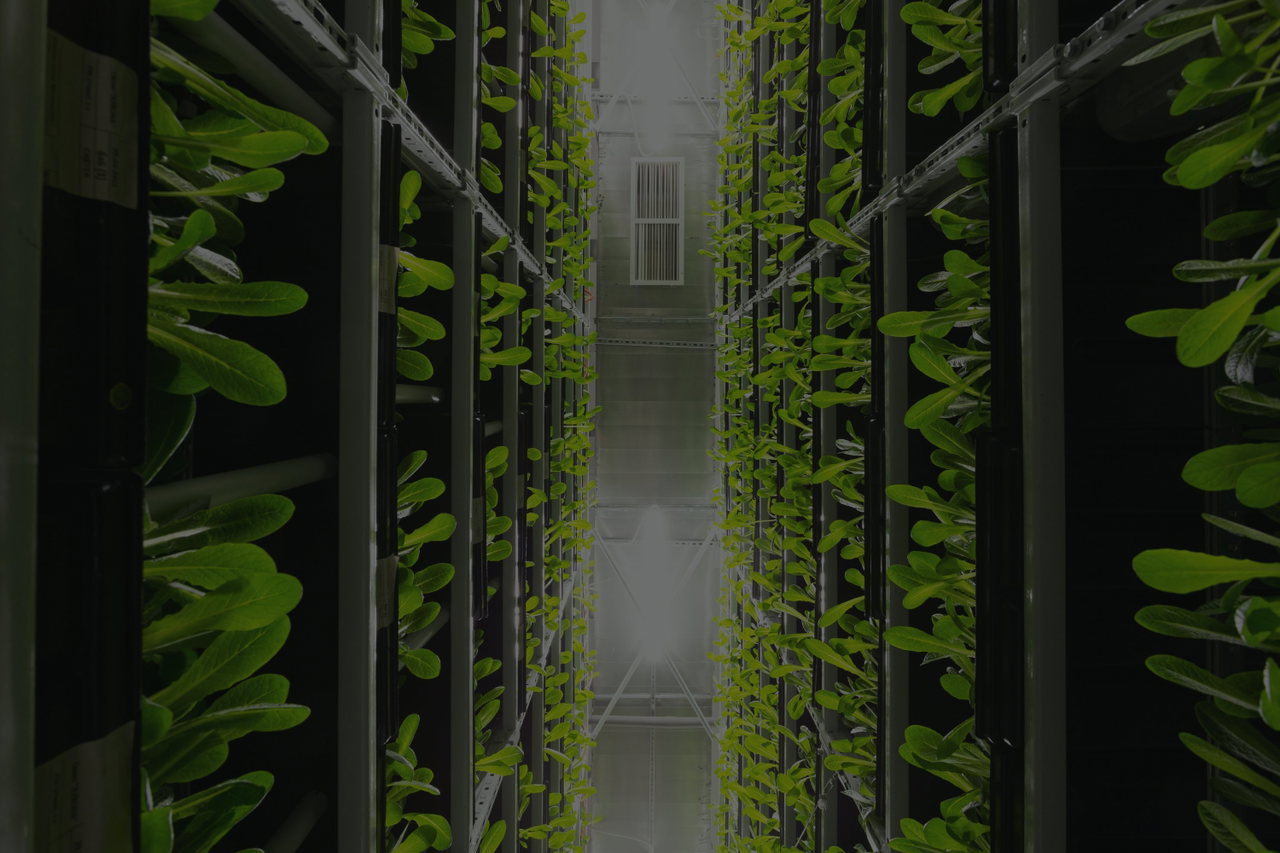Hohe Pflanzregale mit Salaten und Kräutern in einer vertikalen Farm