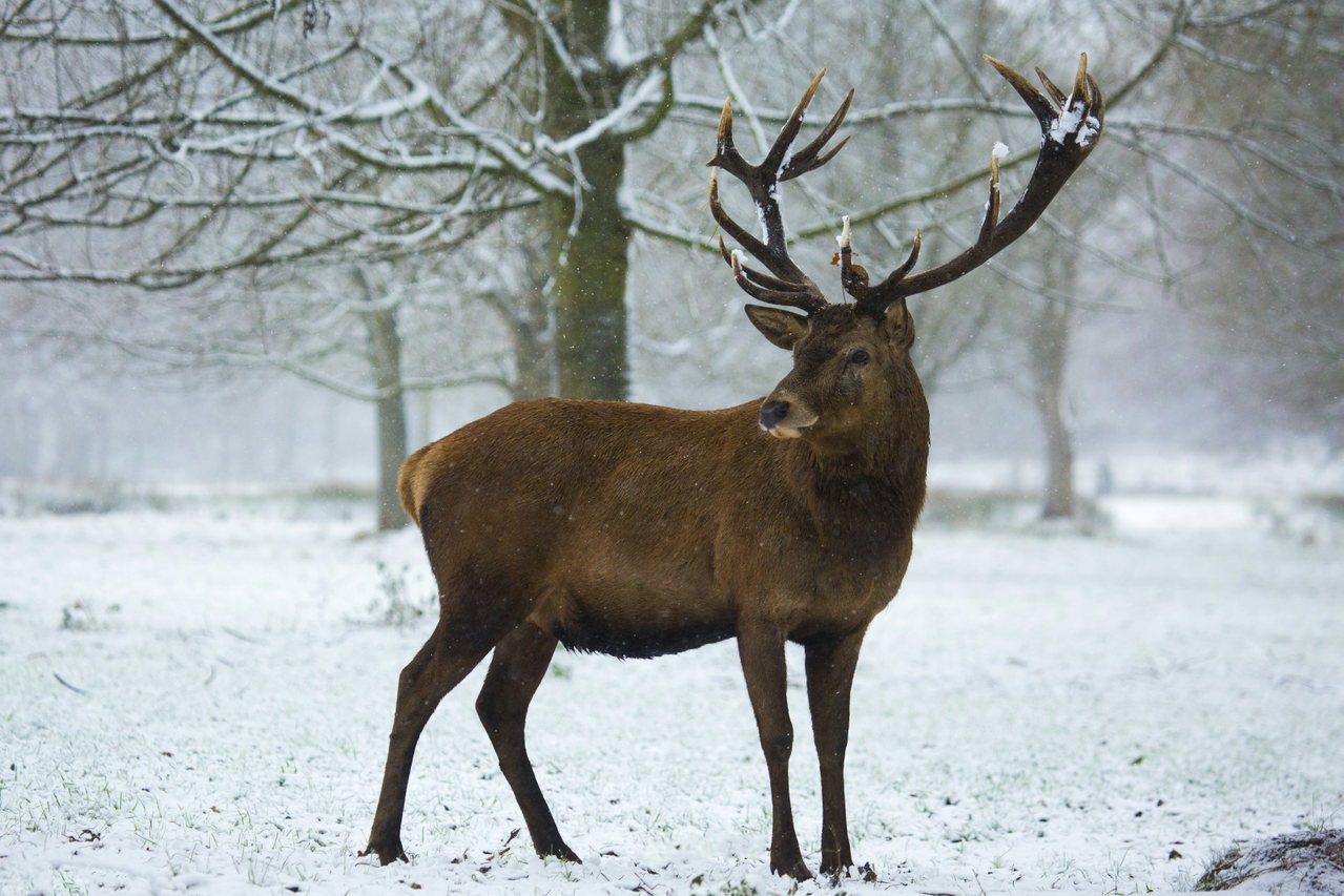 Kapitaler Hirsch mit großem Geweih steht auf einer verschneiten Waldwiese