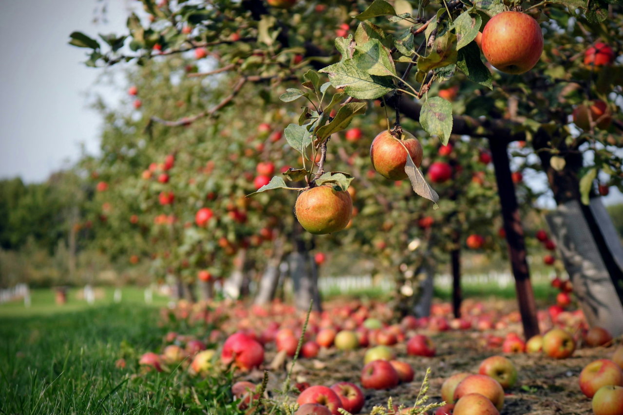 Streuobstwiese im Herbst mit reifen roten Äpfeln an den Ästen und Fallobst im Gras