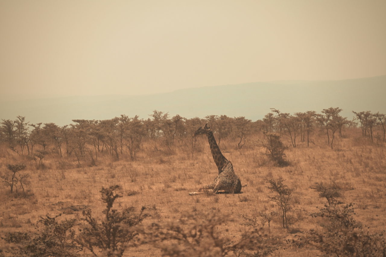 Giraffe im Dunst der Savanne