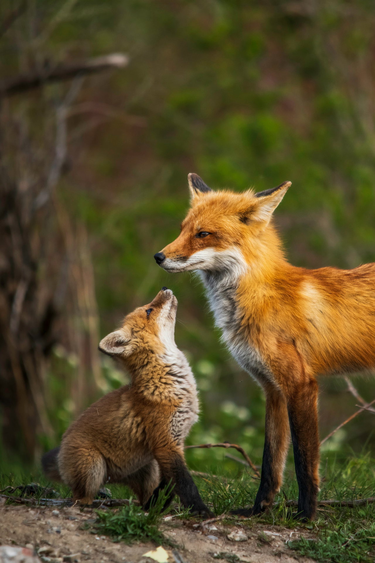 fox-XBm7P2Amm2g-unsplash