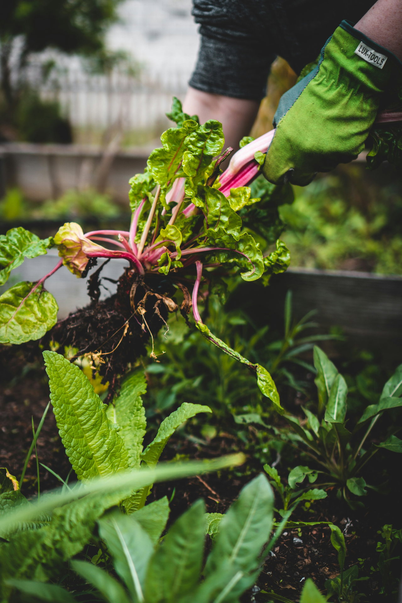 Eine Hand im grünen Gartenhandschuh schneidet Kräuter im Beet