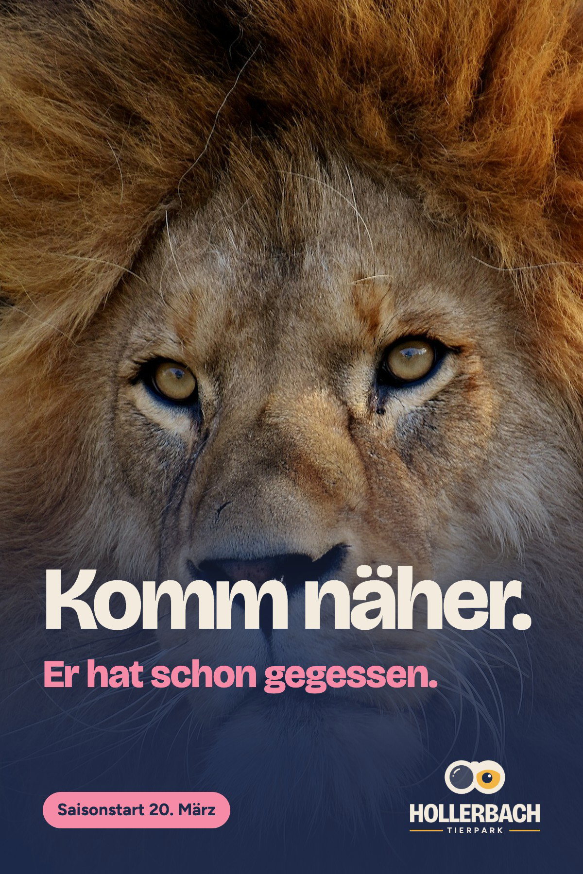 Kampagnenplakat des Tierparks Hollerbach: Nahaufnahme eines Löwen mit voller Mähne, der ruhig in die Kamera blickt. Headline „Komm näher.“, darunter in Flamingorosa „Er hat schon gegessen.“ Darunter ein Pill-Schild „Saisonstart 20. März“ und das helle Logo des Tierparks Hollerbach.