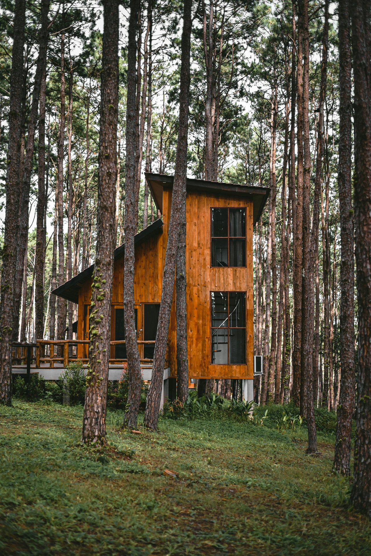 Zweigeschossiges Holzhaus mit großen Fenstern zwischen hohen Kiefern