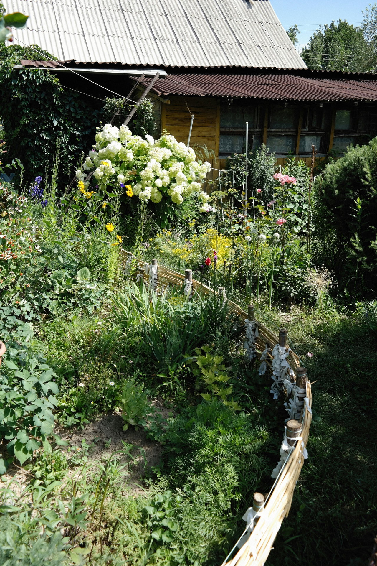 Ein verwilderter Garten mit Blumen zwischen alten Häusern