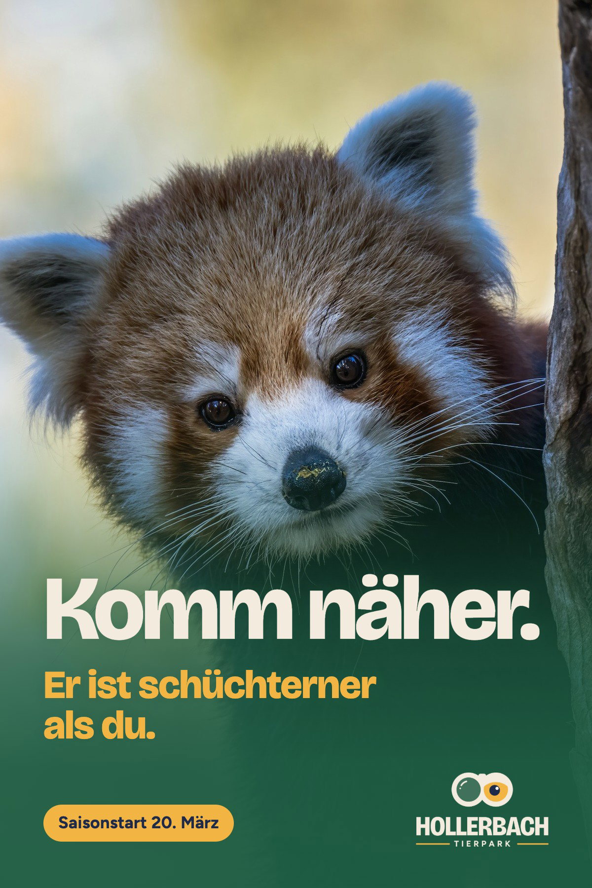 Kampagnenplakat des Tierparks Hollerbach: Ein Roter Panda lugt neben einem Baumstamm hervor und schaut neugierig in die Kamera. Headline „Komm näher.“, darunter in Savannengelb „Er ist schüchterner als du.“ auf dschungelgrünem Verlauf. Darunter ein Pill-Schild „Saisonstart 20. März“ und das helle Logo des Tierparks Hollerbach.