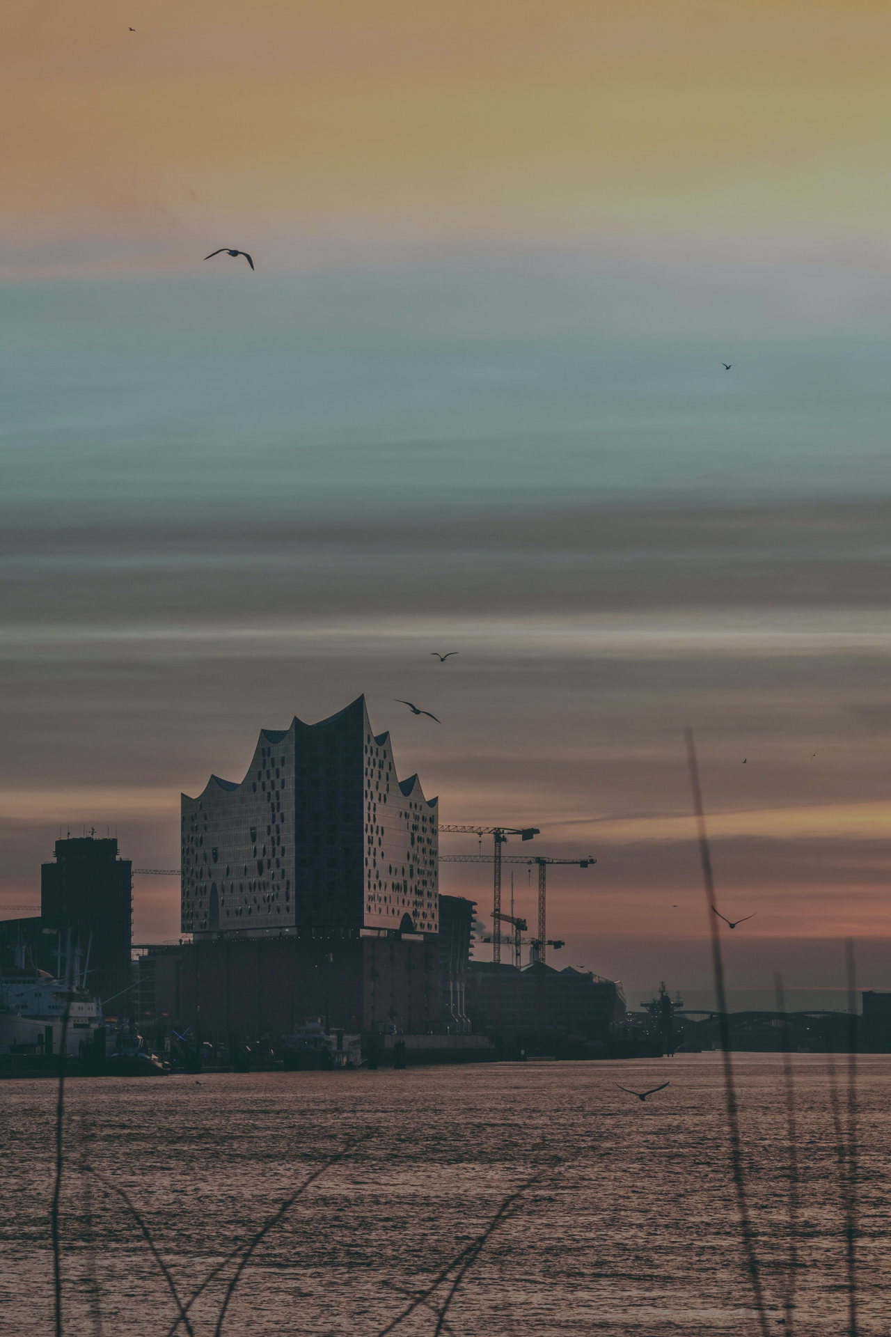 Die Elbphilharmonie im rosa Morgenlicht, im Vordergrund Wasser und Schilf