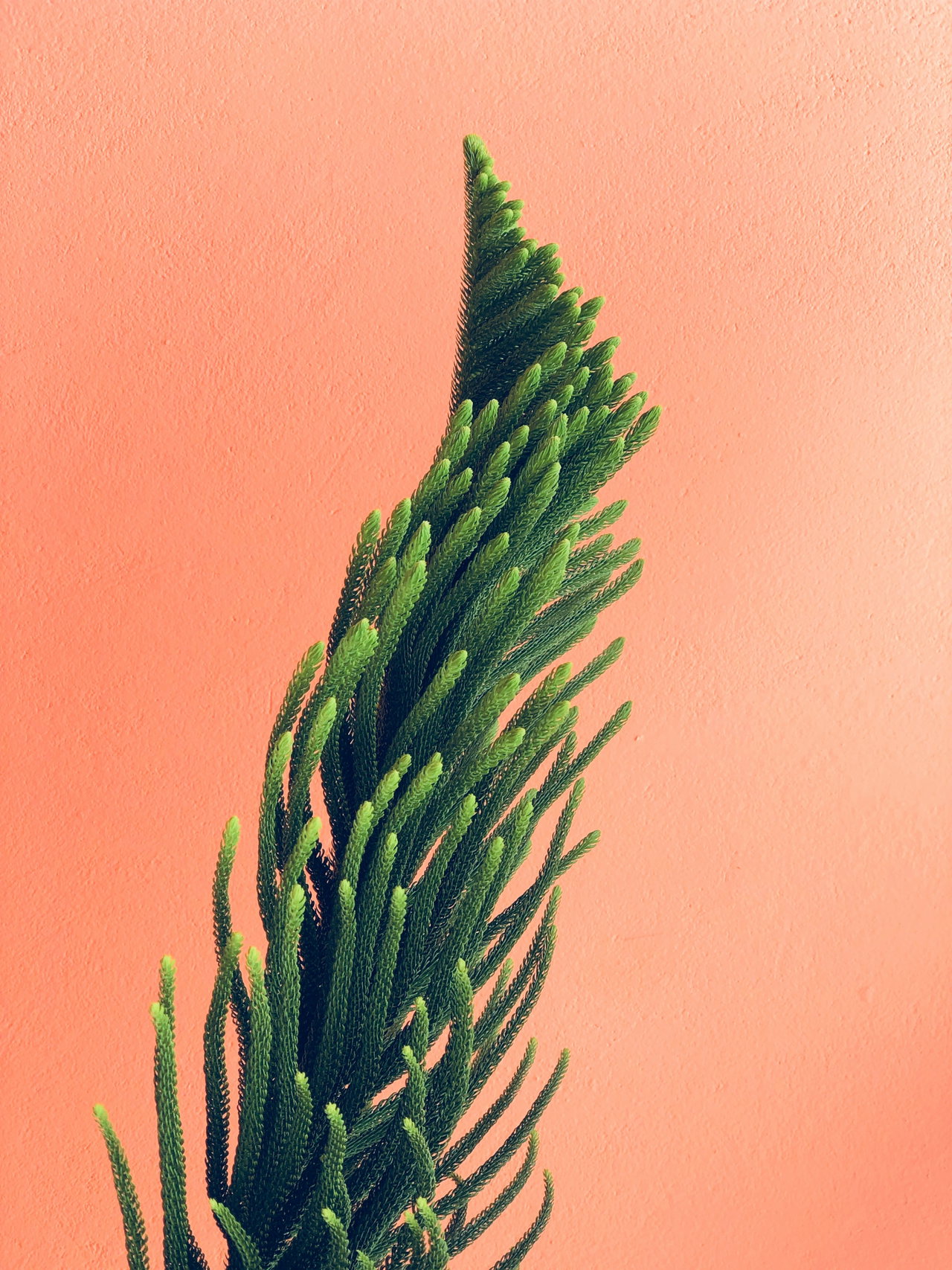 plants-5sF6NrB1MEg-unsplash