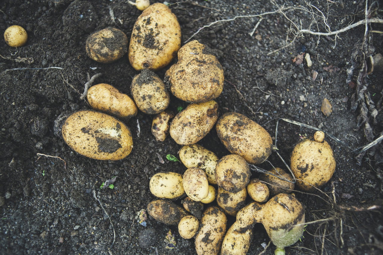 Frisch geerntete Kartoffeln mit anhaftender Erde liegen auf dunklem Ackerboden