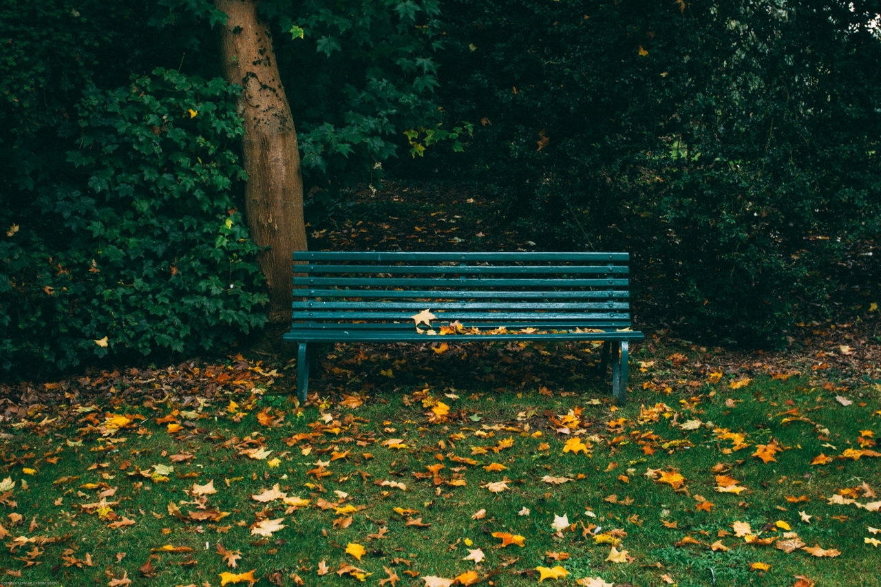 Eine grüne Parkbank unter einem Baum, davor Herbstlaub