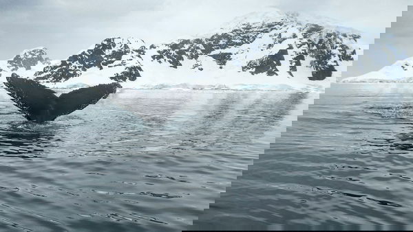 antarctica-Pp-zoKs3pXQ-unsplash