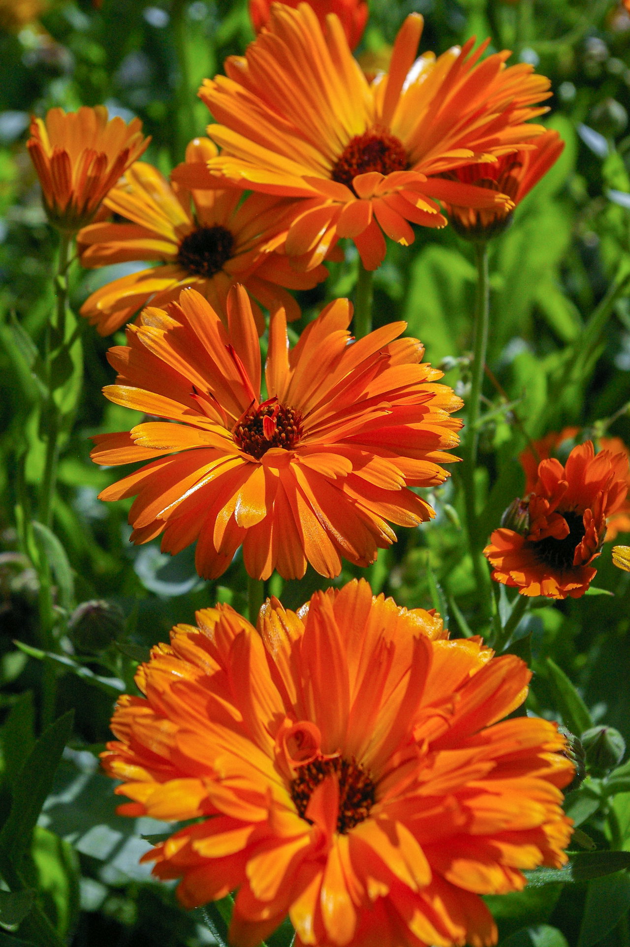 Leuchtend orangefarbene Ringelblumen in voller Blüte