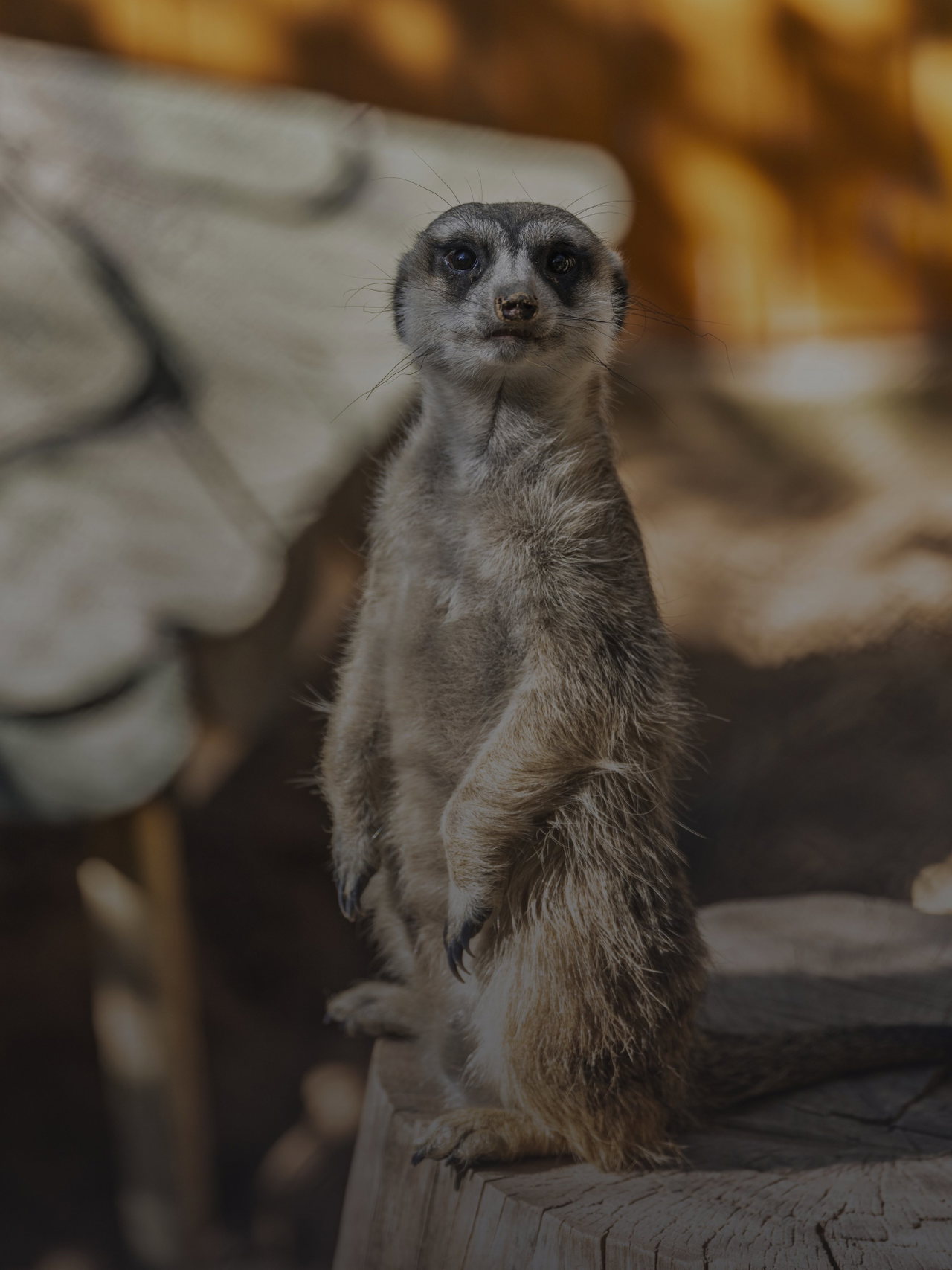 Erdmännchen steht aufrecht und wachsam auf einem Baumstamm und blickt direkt in die Kamera