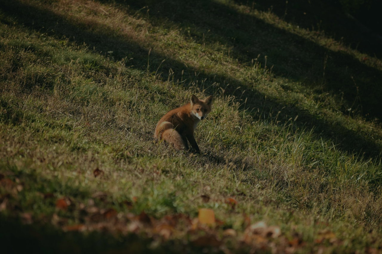 Rotfuchs sitzt am Waldrand im Abendlicht