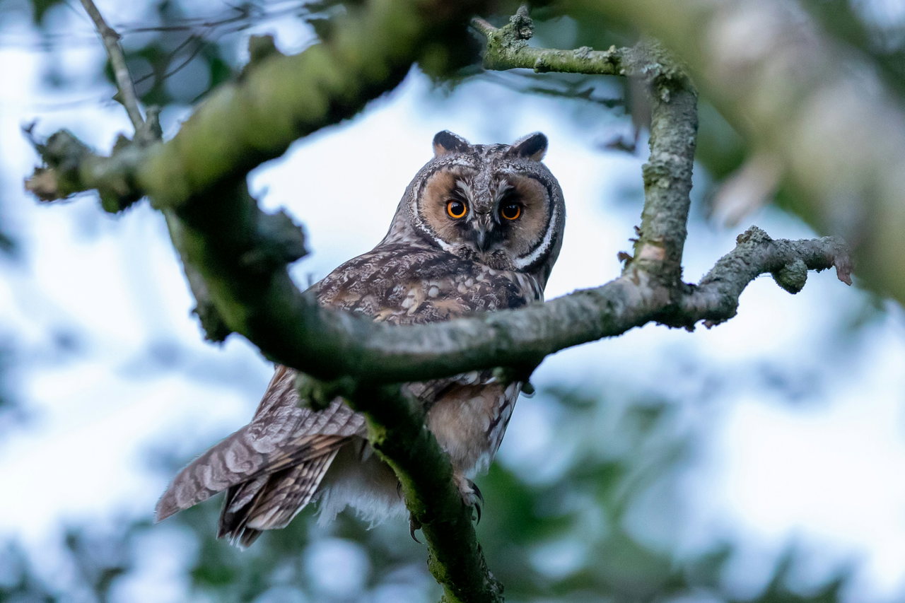 long eared owl-Bt6yuCJz2Hk-unsplash