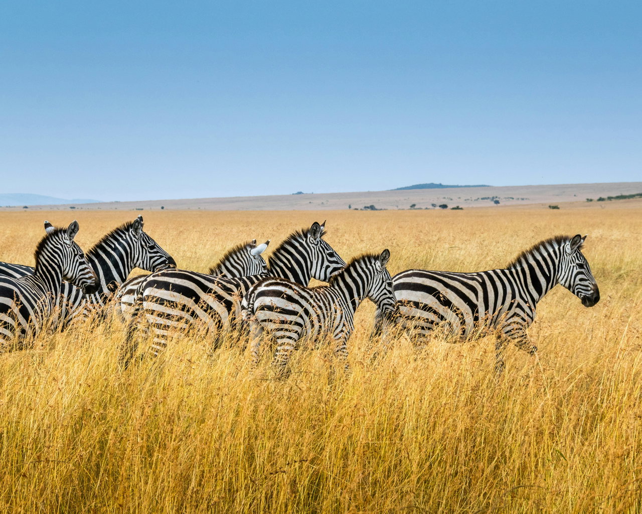 Zebraherde in der Savanne unter Wolken