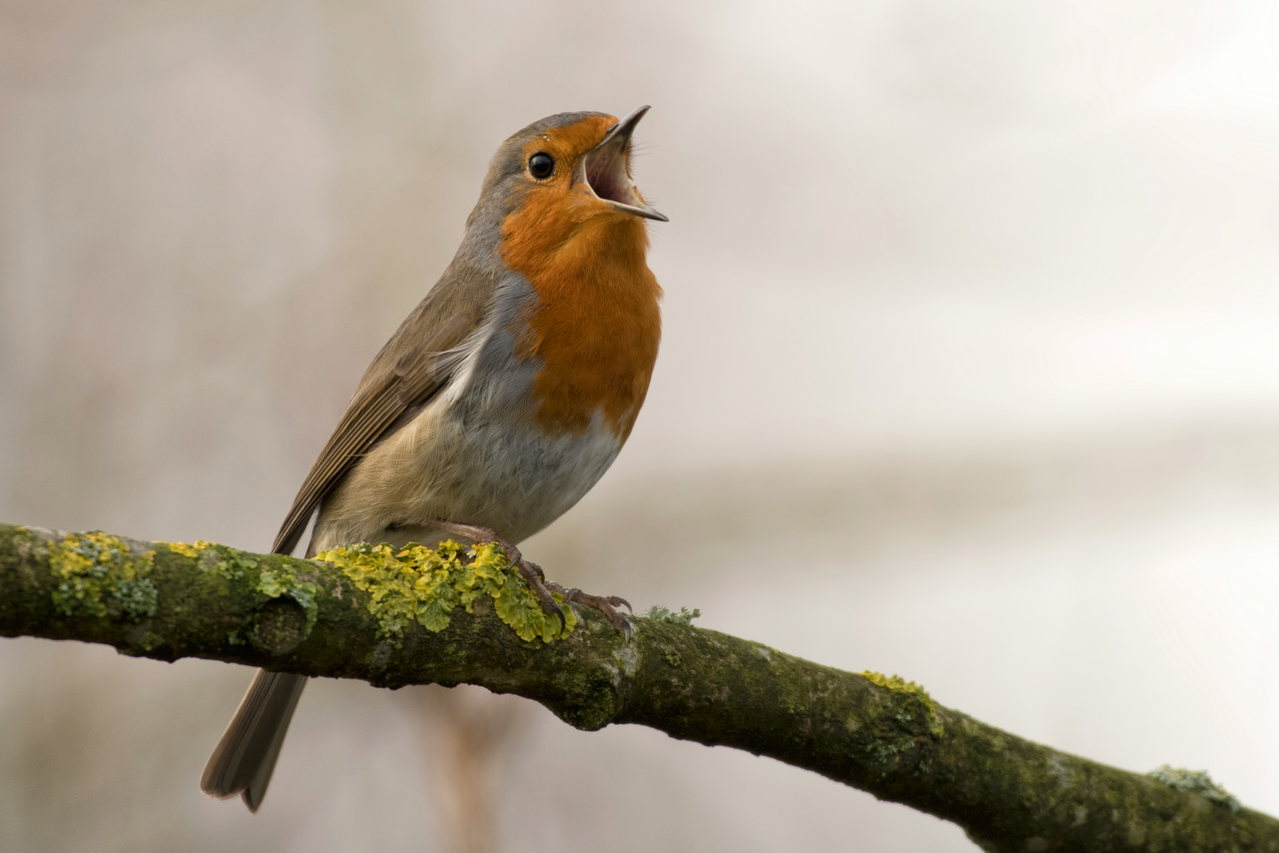 bird-7LsuYqkvIUM-unsplash