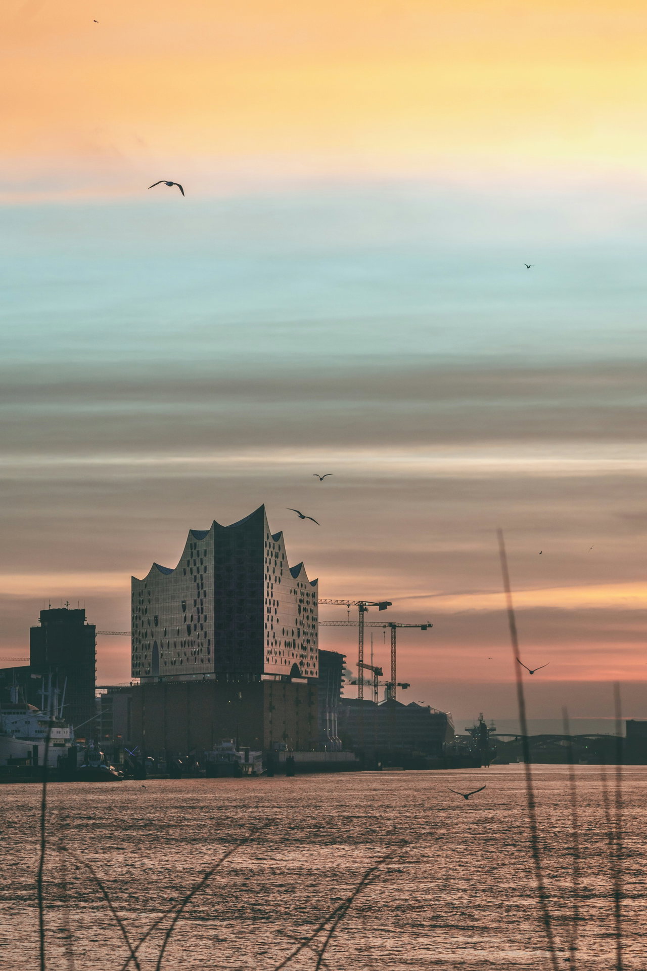 Die Elbphilharmonie im rosa Morgenlicht, im Vordergrund Wasser und Schilf