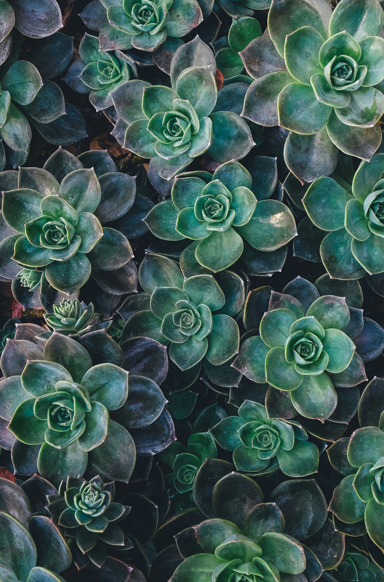 plant city-8mqOw4DBBSg-unsplash