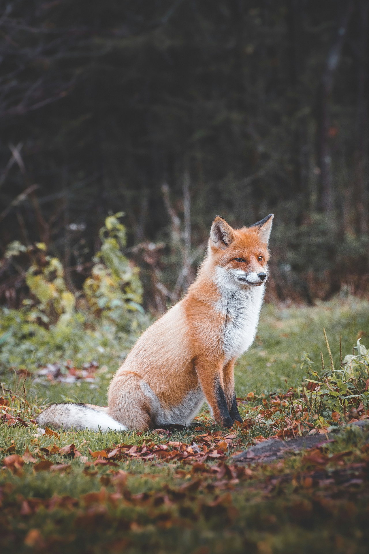 fox-vdlKQXBwOWY-unsplash