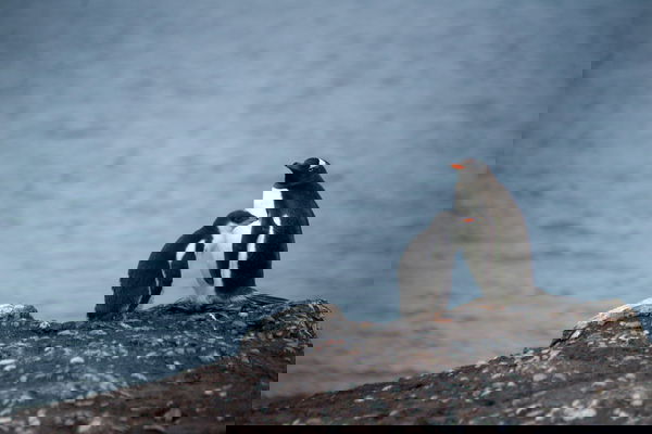 antarctica-3dDa9p4FU9U-unsplash