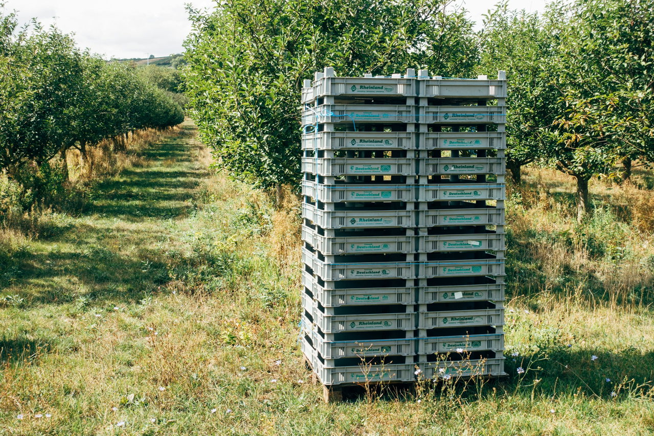 Hoher Stapel grauer Mehrwegkisten steht in einer Obstwiese zwischen Baumreihen