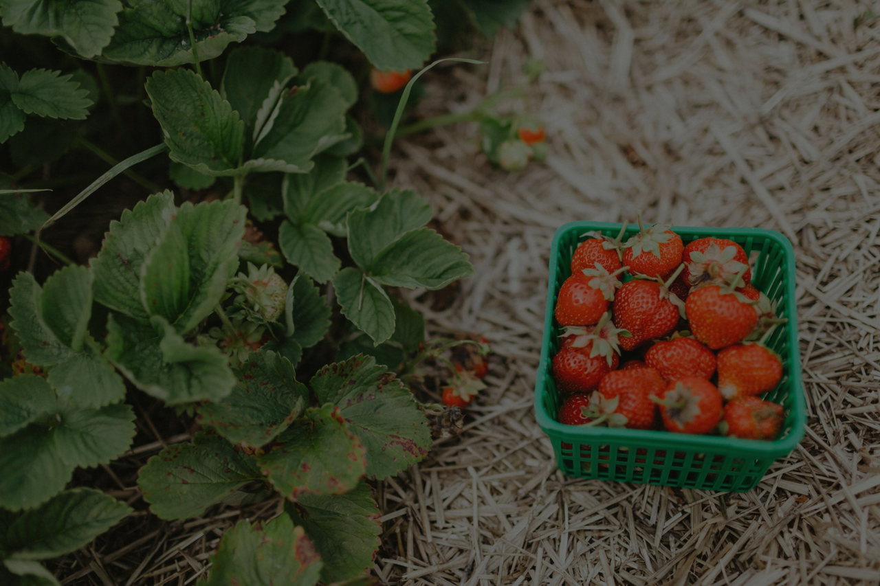 Ein Korb mit reifen Erdbeeren steht im Stroh zwischen Erdbeerpflanzen