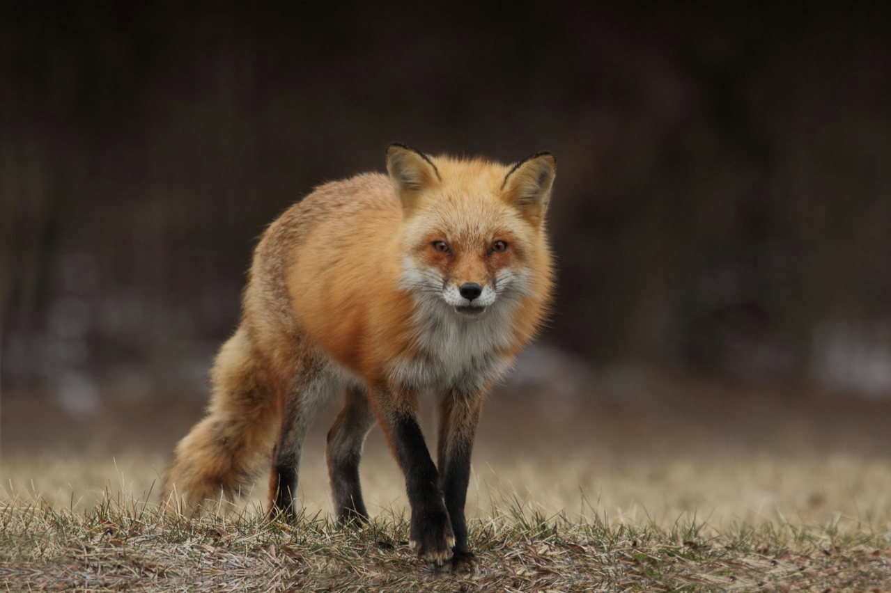 fox-Yu-qayee34c-unsplash