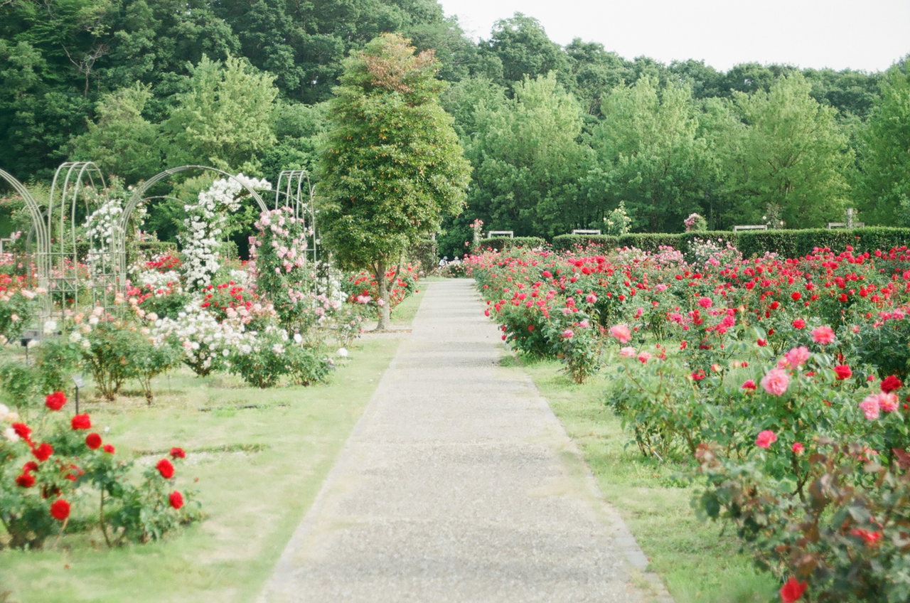 Ein Weg durch einen blühenden Rosengarten