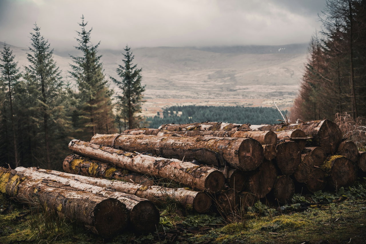 Gefällte Stämme an einem Waldweg, dahinter eine Hügellandschaft