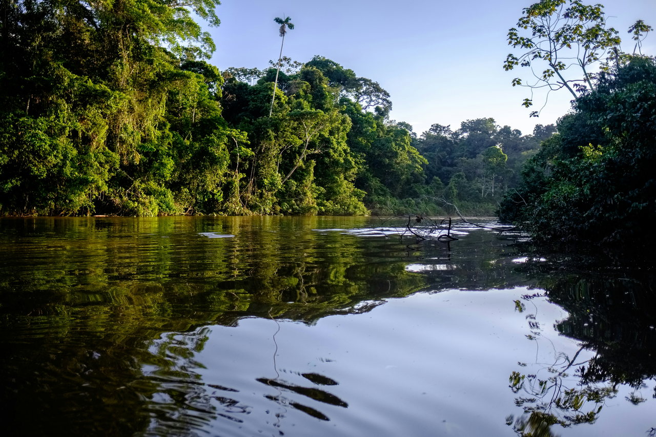 Regenwald spiegelt sich im ruhigen Wasser eines Amazonas-Flussarms