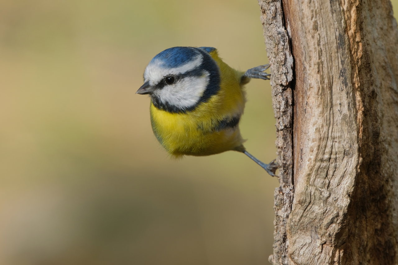blaumeise-baum-klettern