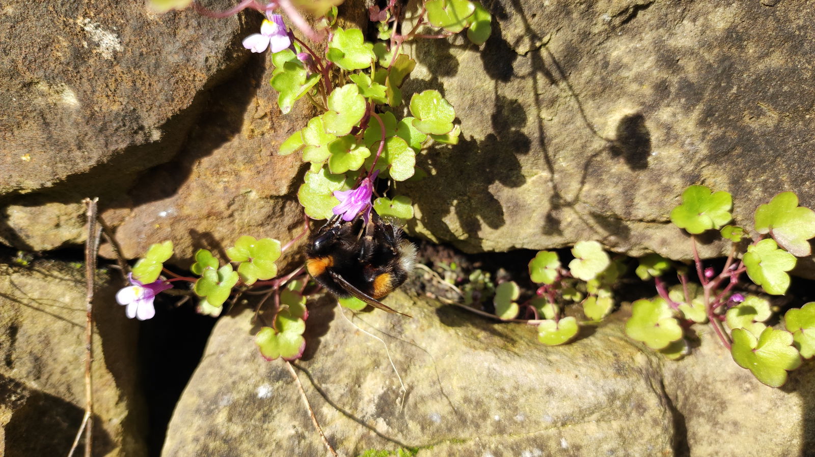 Cymbalaria-muralis-Mauer-Zimbelkraut-mit-Hummel