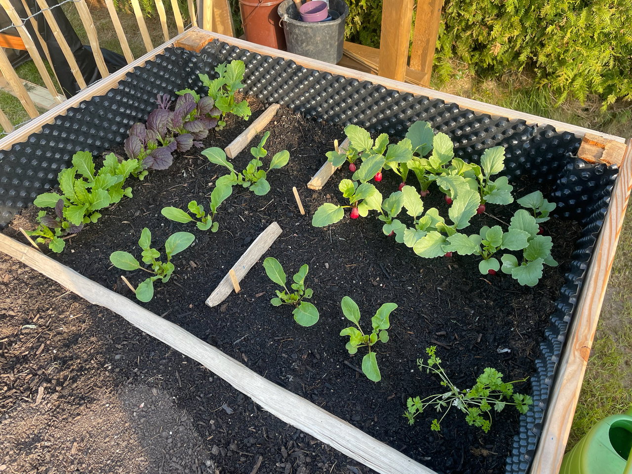 hochbeet-radieschen-jungpflanzen-salat