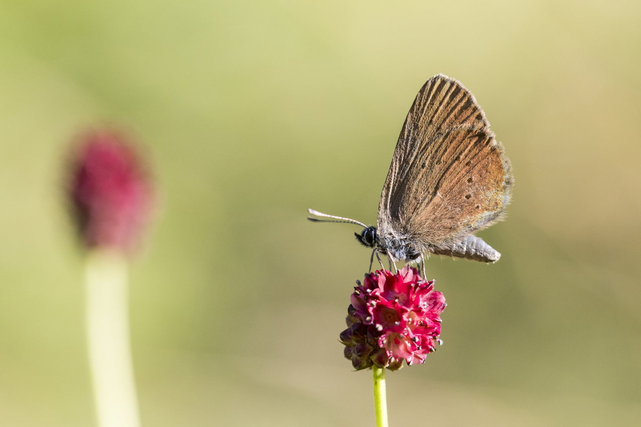 schmetterling-ameisenbläuling-insekt-blüte-c Boomie-Pixabay
